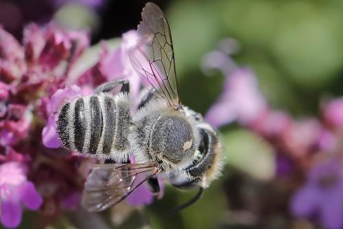 Réf. 328 187 : Megachile sp.